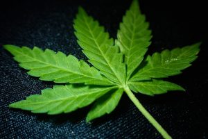 JAILED FOR POSSESSION: Bloomsburg Police find seven pounds of marijuana in student’s Glenn Avenue apartment
