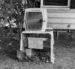 Students found a group of young kittens in this crate on Main Street this past weekend.
