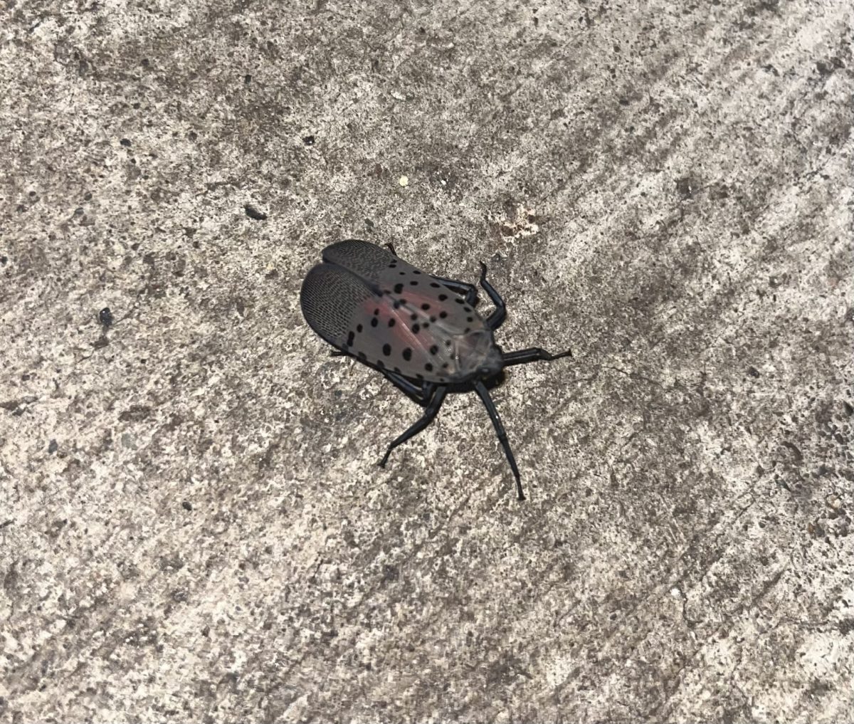 Live Spotted Lantern Fly sitting in town area waiting to be squashed. Photo by Carly Busfield. 