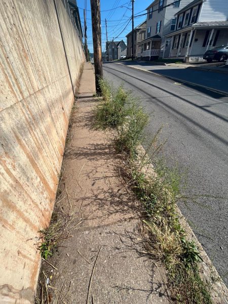 The overgrown, vine-like sidewalks take over Iron Street sidewalk making it an itchy journey for pedestrians. 