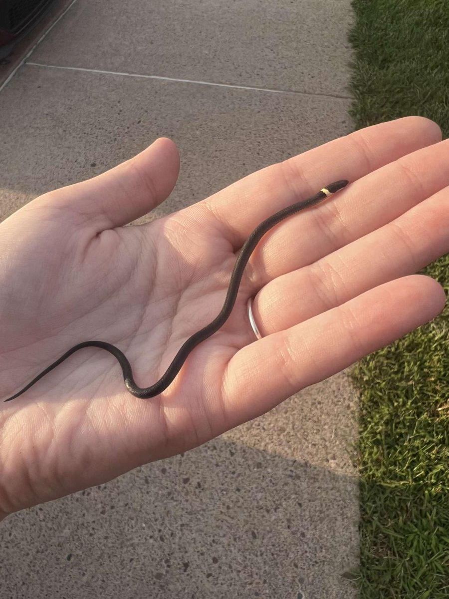 The ring-necked snakes can be near the size of the palm of a hand. 