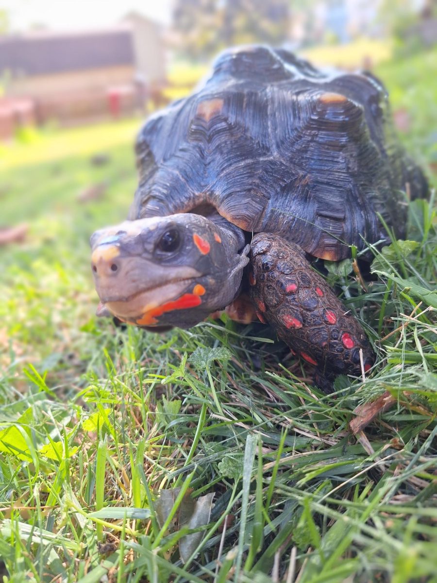 Tortellini the tortoise.