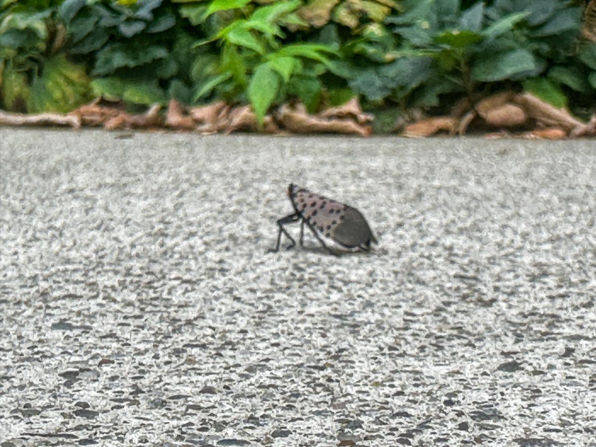 Lantern fly on campus