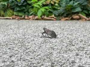 Lantern fly on campus