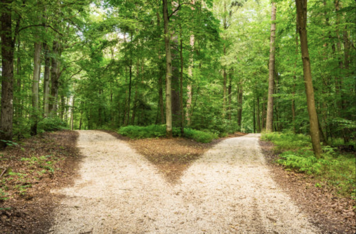 A forest with two pathways.